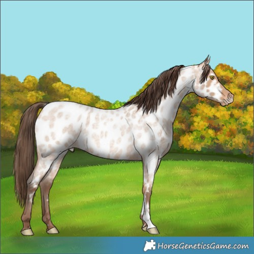 Horse Color:Amber Champagne Roan Near Leopard 