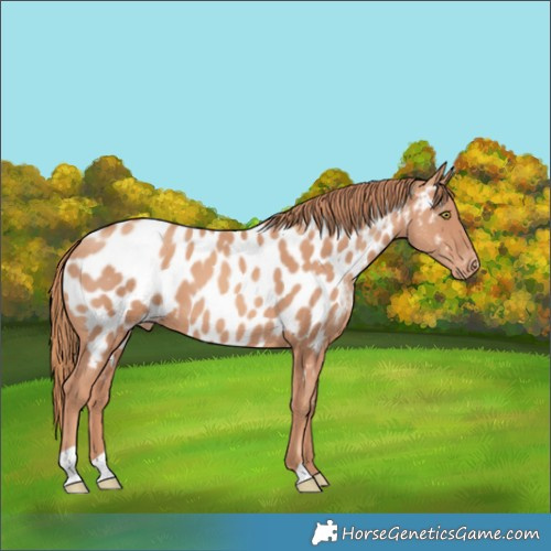 Horse Color:Gold Champagne Near Leopard