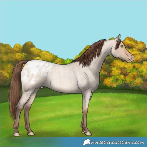 Horse Color:Amber Champagne Roan Dun Blanket