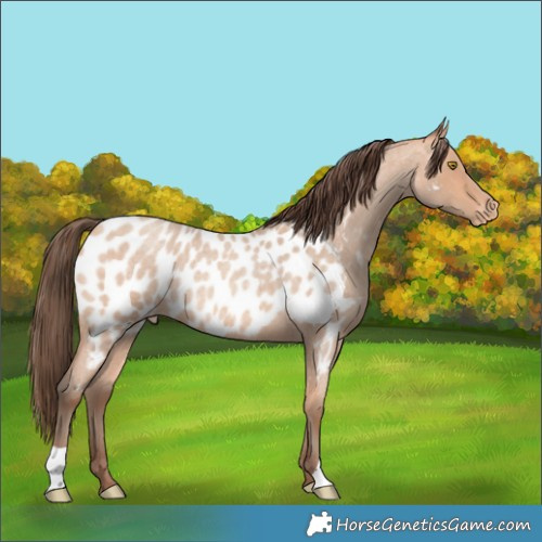 Horse Color:Amber Champagne Roan Near Leopard Rabicano 