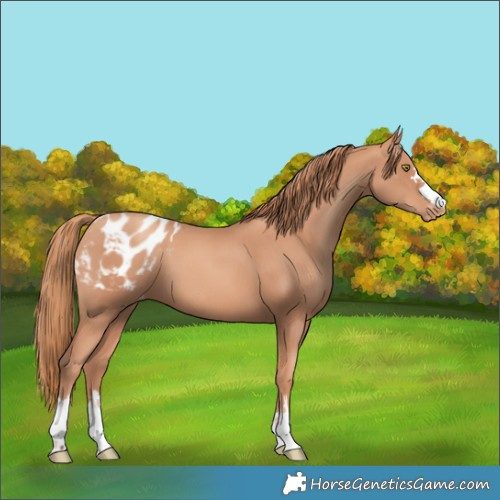 Horse Color:Gold Champagne Blanket