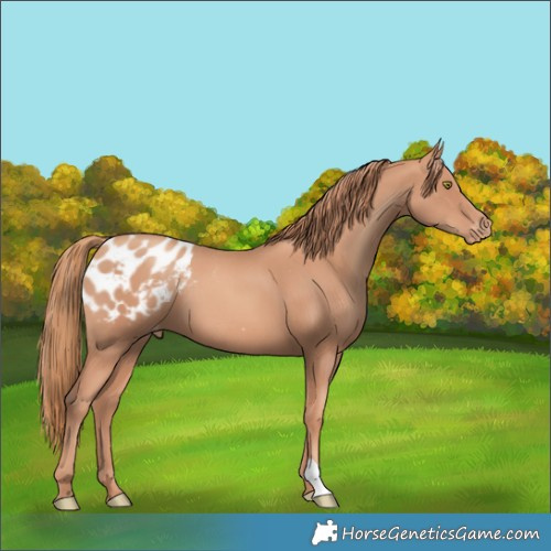Horse Color:Gold Champagne Blanket 