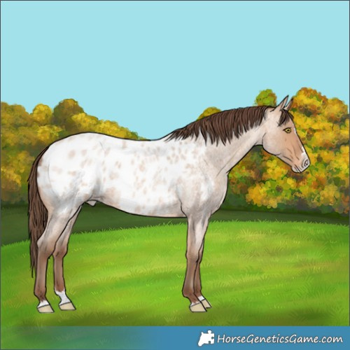 Horse Color:Amber Champagne Roan Splash Blanket 