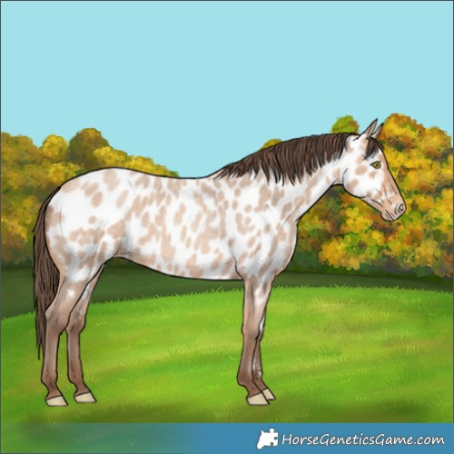 Horse Color:Amber Champagne Roan Near Leopard