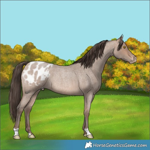 Horse Color:Sable Champagne Roan Blanket 