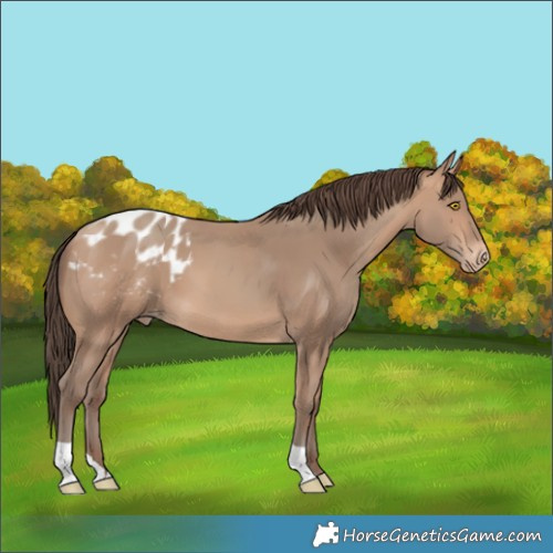Horse Color:Amber Champagne Blanket