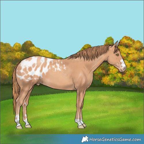 Horse Color:Gold Champagne Blanket 