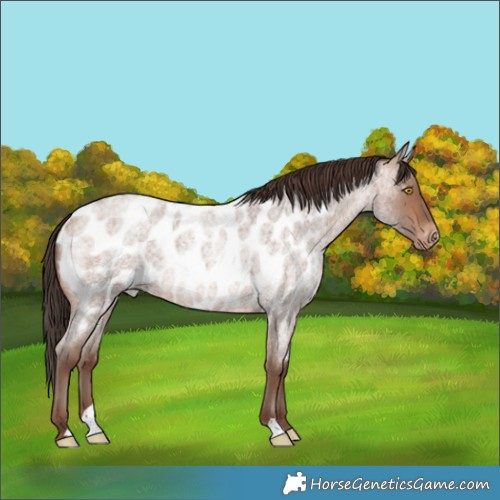 Horse Color:Sable Champagne Roan Near Leopard