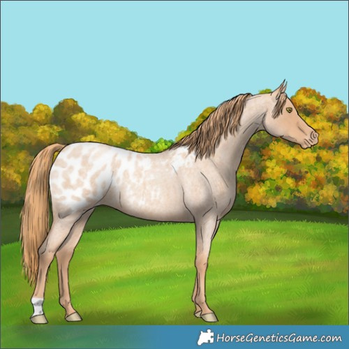 Horse Color:Gold Champagne Roan Blanket 