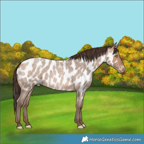 Horse Color:Amber Champagne Roan Near Leopard 