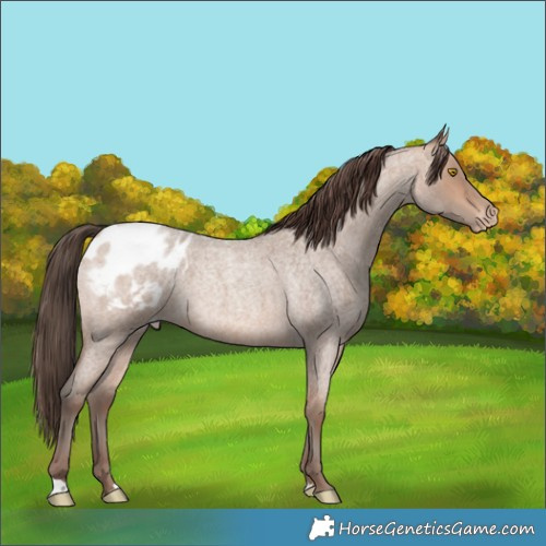 Horse Color:Amber Champagne Roan Blanket 