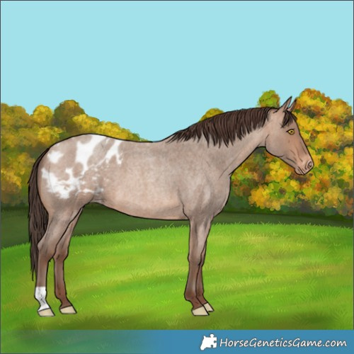 Horse Color:Sable Champagne Roan Blanket