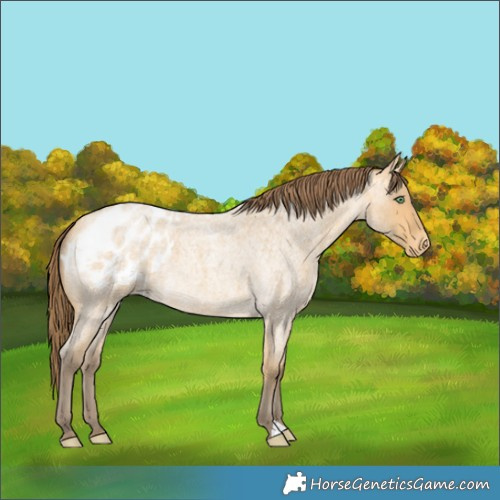 Horse Color:Amber Cream Champagne Roan Blanket