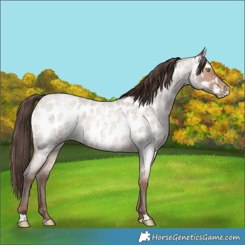 Horse Color:Amber Champagne Roan Near Leopard