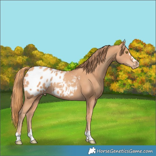 Horse Color:Gold Champagne Blanket 