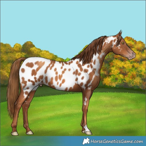 Horse Color:Gray Gold Champagne Near Leopard
