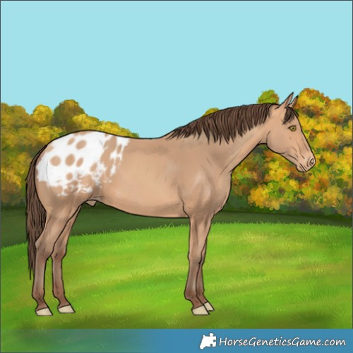 Horse Color:Amber Champagne Blanket