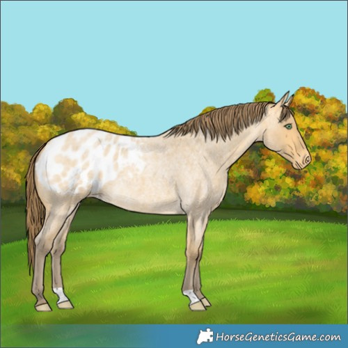 Horse Color:Amber Cream Champagne Roan Blanket