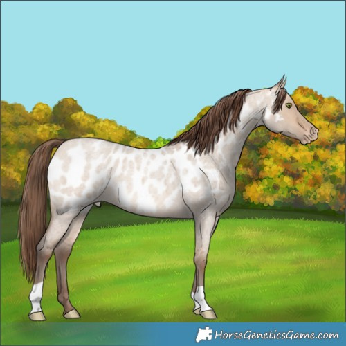 Horse Color:Amber Champagne Roan Dun Near Leopard