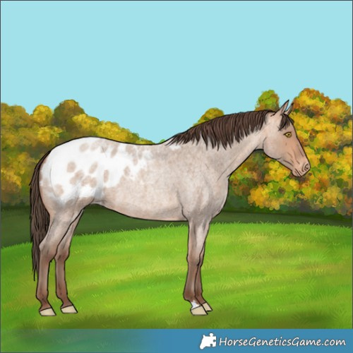 Horse Color:Amber Champagne Roan Blanket 