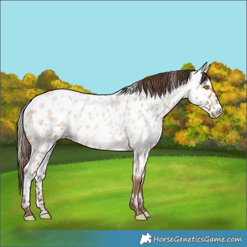 Horse Color:Amber Champagne Roan Near Leopard 