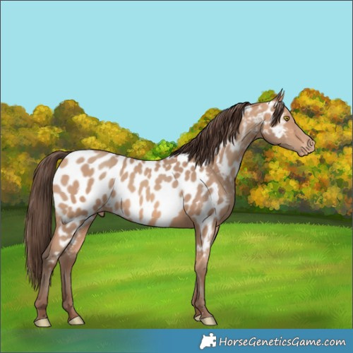 Horse Color:Amber Champagne Near Leopard 