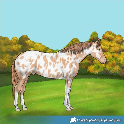 Horse Color:Gold Champagne Tobiano Near Leopard