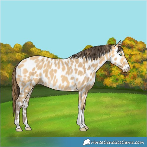 Horse Color:Amber Cream Champagne Tobiano Near Leopard 