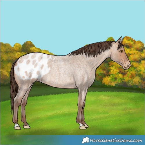 Horse Color:Amber Champagne Roan Blanket 