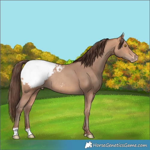 Horse Color:Amber Champagne Snowcap Rabicano