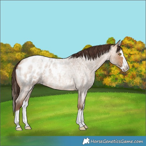 Horse Color:Amber Champagne Roan Splash Blanket 