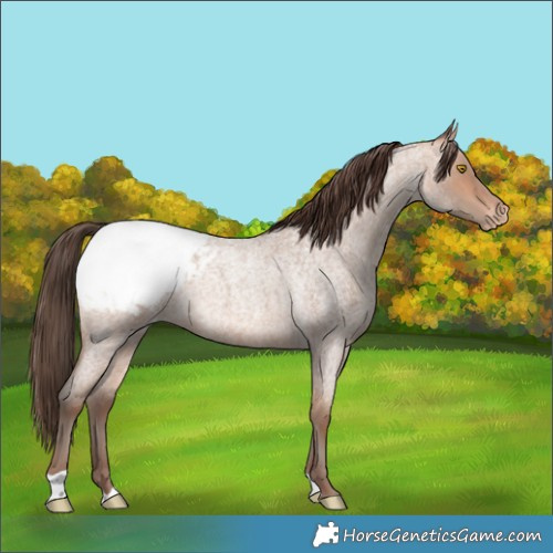 Horse Color:Amber Champagne Roan Snowcap 