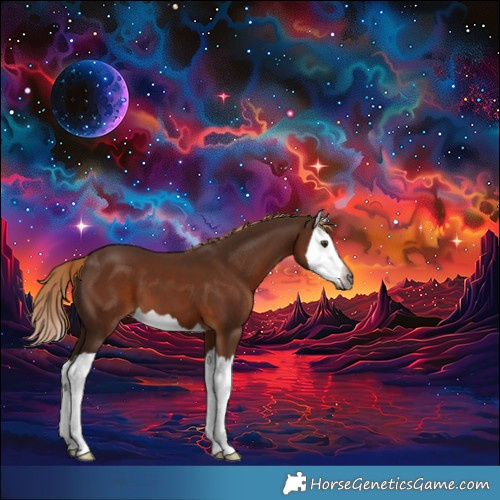 Horse Color:Gray Chestnut Splash