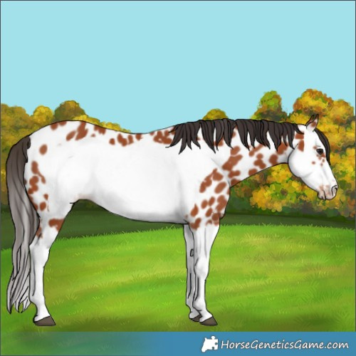 Horse Color:Bay Splash Frame Near Leopard 