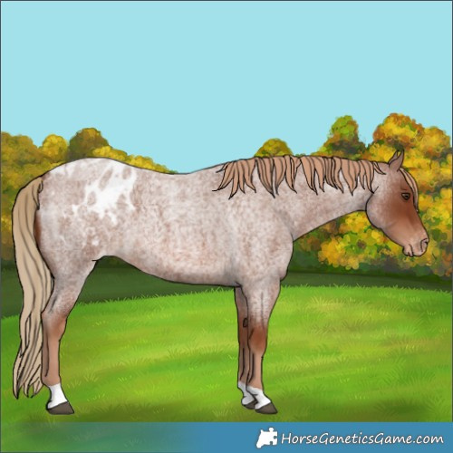 Horse Color:Red Roan Blanket 