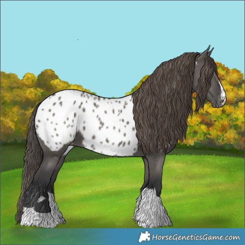 Horse Color:Grullo Near Leopard Rabicano 