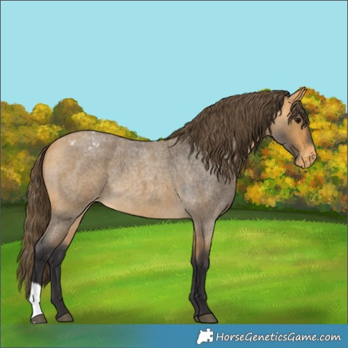 Horse Color:Buckskin Roan Varnish 