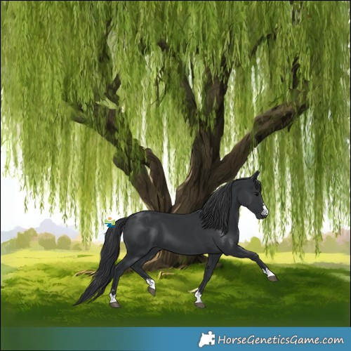 Horse Color:Black 