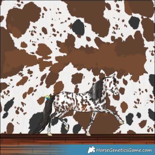 Horse Color:Brown Leopard