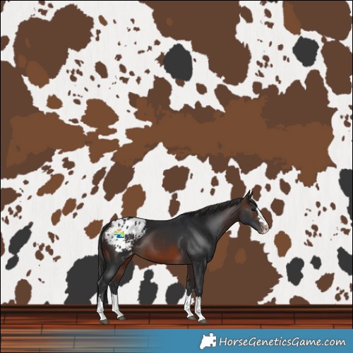 Horse Color:Brown Blanket