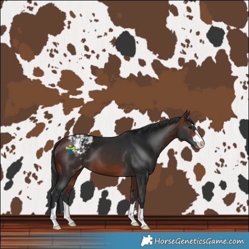 Horse Color:Bay Varnish 