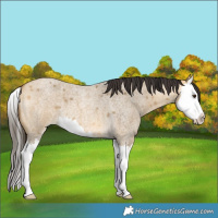 Horse Color:Unknown 