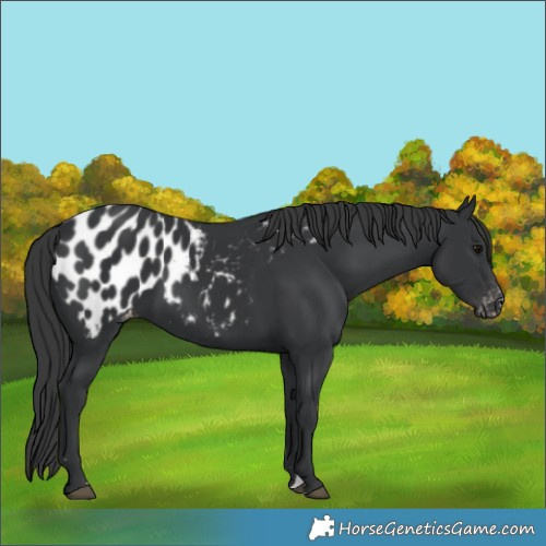 Horse Color:Black Near Leopard