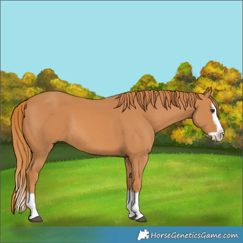 Horse Color:Chestnut Splash 
