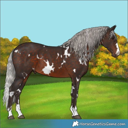Horse Color:White Spotted Silver Brown