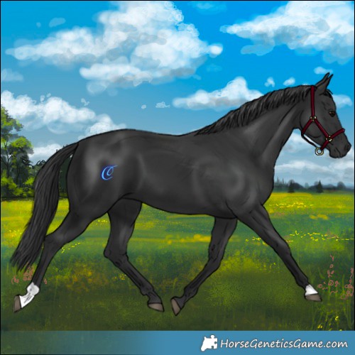 Horse Color:Black 