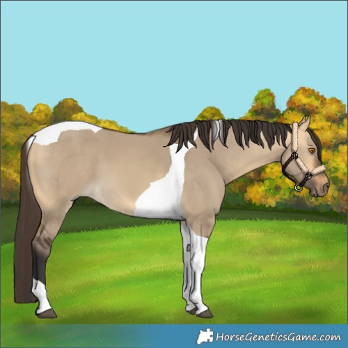 Horse Color:Buckskin Dun Tobiano 