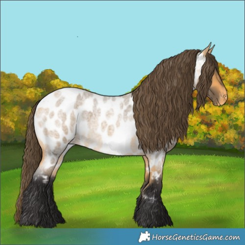 Horse Color:Buckskin Roan Near Leopard