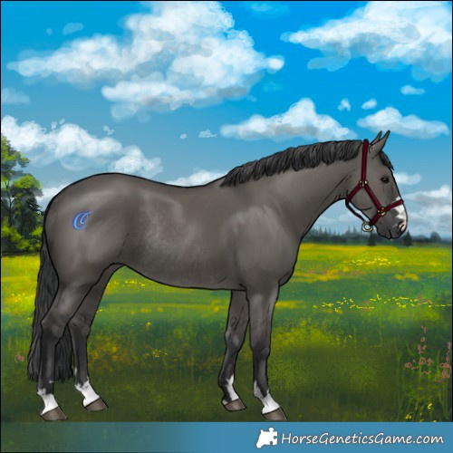 Horse Color:Grullo Rabicano 