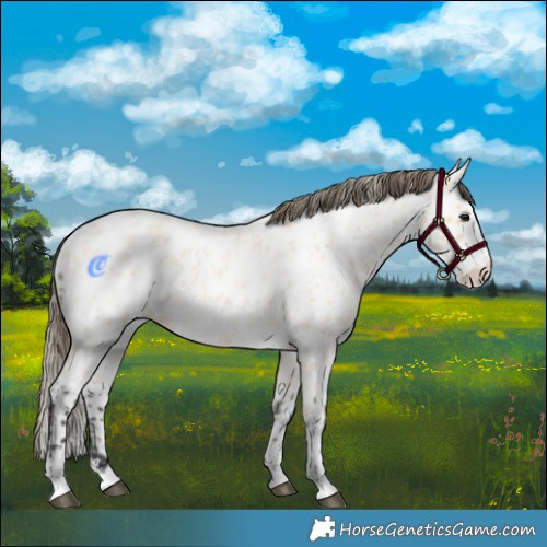 Horse Color:Buckskin Roan Near Leopard